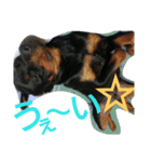 犬と犬と鳥と豚。（個別スタンプ：17）