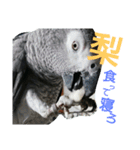 犬と犬と鳥と豚。（個別スタンプ：22）