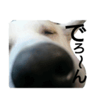 犬と犬と鳥と豚。（個別スタンプ：23）