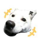 犬と犬と鳥と豚。（個別スタンプ：24）