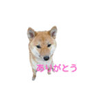 ニモ 福 幸 ジジ（個別スタンプ：7）