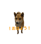 ニモ 福 幸 ジジ（個別スタンプ：9）