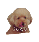 トイプードルのびばです（個別スタンプ：2）