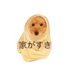 トイプードルのびばです（個別スタンプ：3）