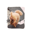 トイプードルのびばです（個別スタンプ：10）