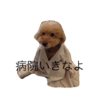 トイプードルのびばです（個別スタンプ：12）