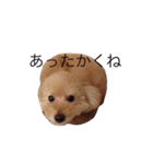トイプードルのびばです（個別スタンプ：19）