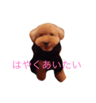 トイプードルのびばです（個別スタンプ：23）