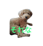 doubutu sutanpu（個別スタンプ：5）