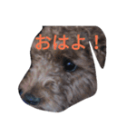 doubutu sutanpu（個別スタンプ：13）