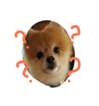 kotaume2（個別スタンプ：5）