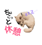 ゆな ＆ ちゃちゃ（個別スタンプ：23）
