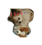 ティアラの呟き☺（個別スタンプ：1）