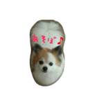 ティアラの呟き☺（個別スタンプ：3）