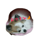 ティアラの呟き☺（個別スタンプ：4）
