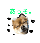 ポメチワのぷちこ（個別スタンプ：1）