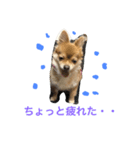 ポメチワのぷちこ（個別スタンプ：4）