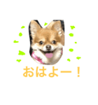 ポメチワのぷちこ（個別スタンプ：8）