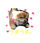 ポメチワのぷちこ（個別スタンプ：10）