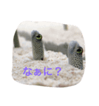 おけい①（個別スタンプ：1）