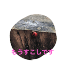 おけい①（個別スタンプ：4）