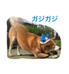 Everybay Momo（個別スタンプ：5）