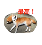 Everybay Momo（個別スタンプ：9）
