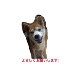 Everybay Momo（個別スタンプ：11）