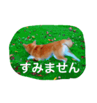 Everybay Momo（個別スタンプ：12）