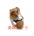 Everybay Momo（個別スタンプ：14）