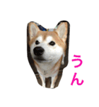 Everybay Momo（個別スタンプ：24）