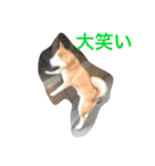Everybay Momo（個別スタンプ：25）