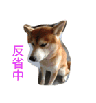 Everybay Momo（個別スタンプ：26）