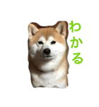 Everybay Momo（個別スタンプ：34）