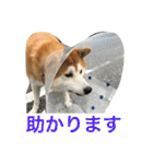 Everybay Momo（個別スタンプ：39）