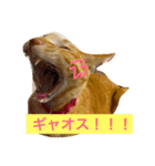 モモタスギザカワユス！（個別スタンプ：1）