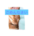 モモタスギザカワユス！（個別スタンプ：4）