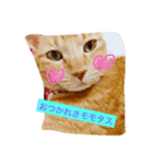 モモタスギザカワユス！（個別スタンプ：7）