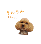 アンバーとリンちゃんの日常会話（個別スタンプ：12）