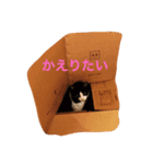 猫すき（個別スタンプ：1）