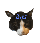 猫すき（個別スタンプ：2）
