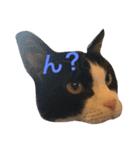 猫すき（個別スタンプ：3）