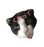 猫すき（個別スタンプ：5）