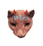 猫すき（個別スタンプ：6）