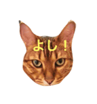 猫すき（個別スタンプ：8）