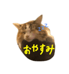 むぎと愉快な家族（個別スタンプ：6）