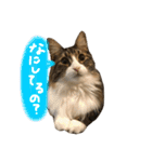 むぎと愉快な家族（個別スタンプ：8）