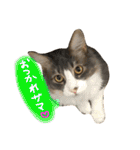 むぎと愉快な家族（個別スタンプ：16）