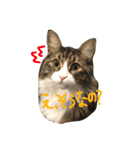 むぎと愉快な家族（個別スタンプ：17）