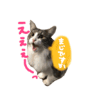 むぎと愉快な家族（個別スタンプ：21）